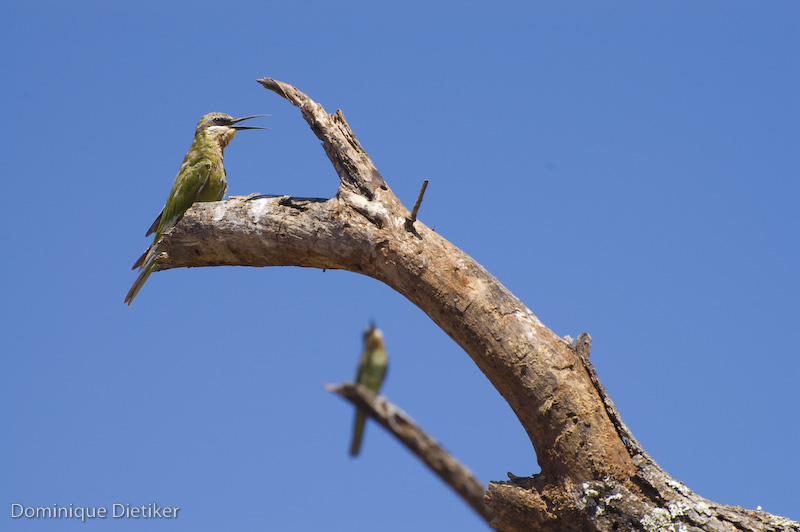 Due chiacchiere (Merops persicus)