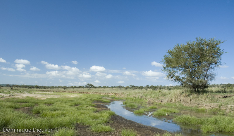 Nel mezzo della savana