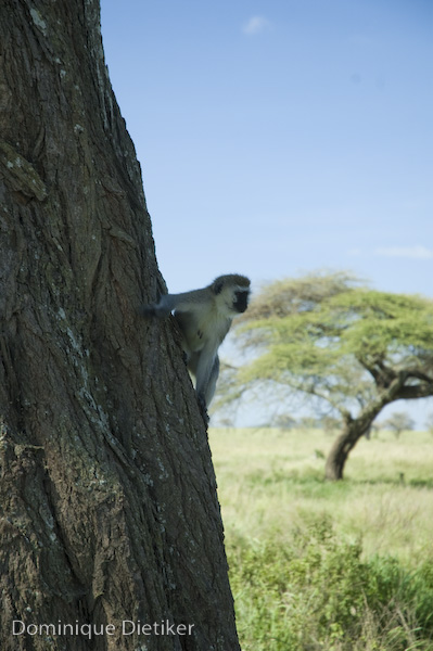 Spidermonkey