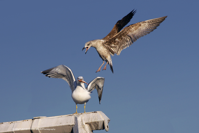 Chi mangia da solo...� meglio