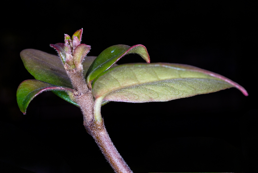 Nuovi germogli di gelsomino