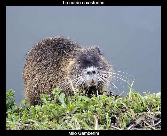 La nutria o castorino