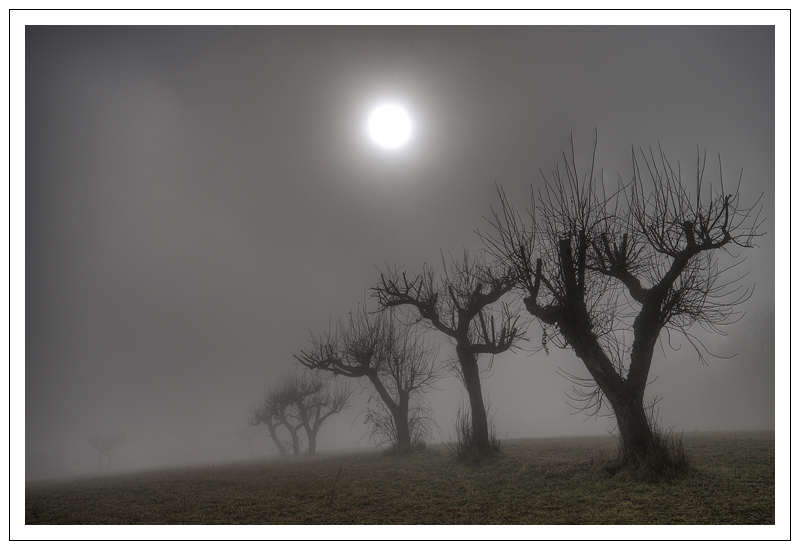 ramificazioni nella nebbia