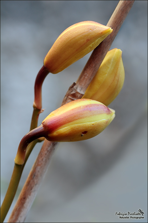 Delicatamente... un abbraccio!