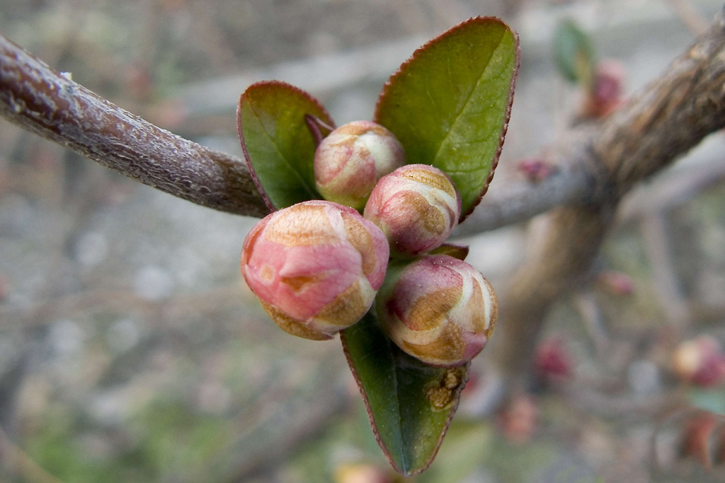 primi cenni di primavera