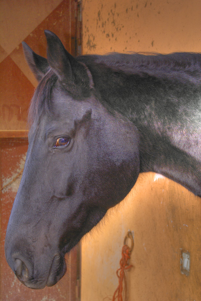 Che vuoi con questa macchinetta?