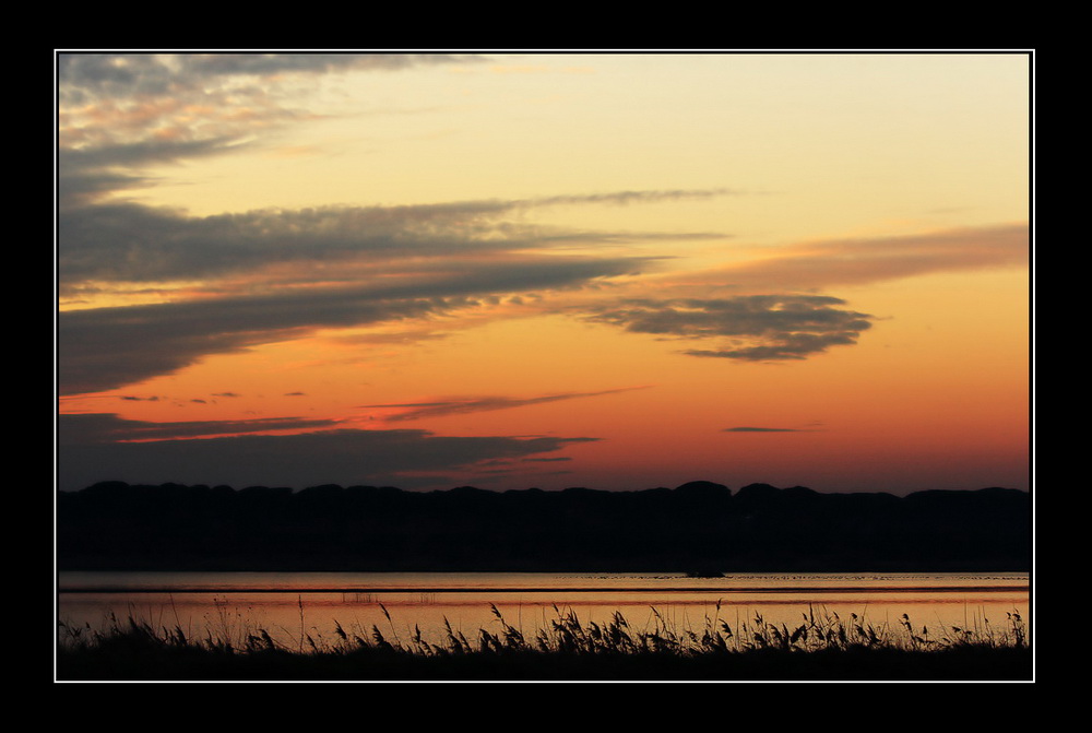 Ultima luce sulla pineta