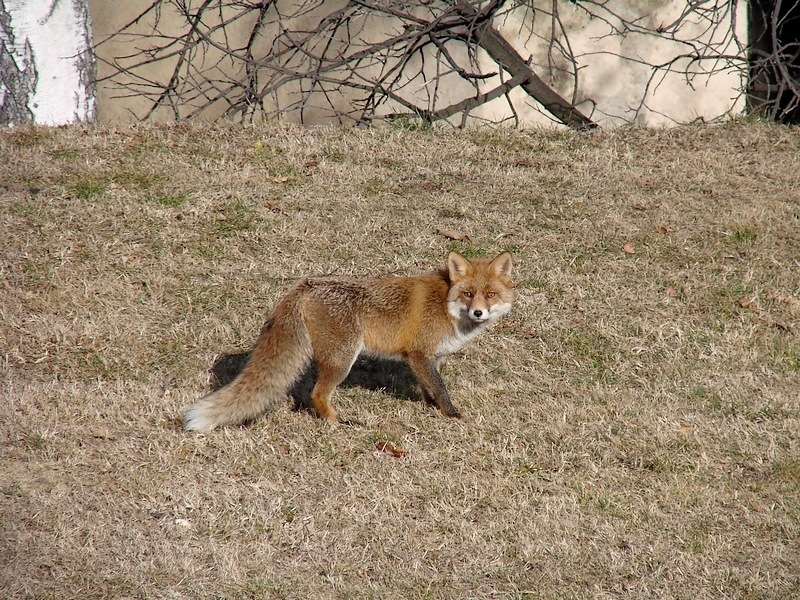 Incontro inaspettato