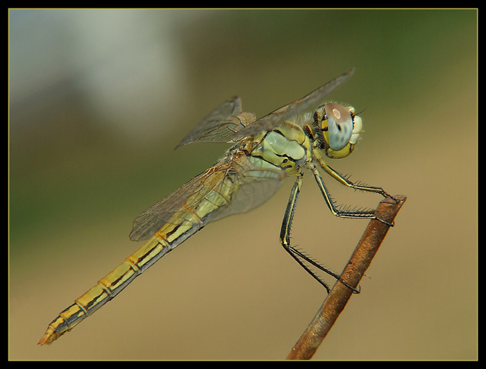 Libellula