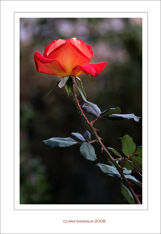 Diagonale... rosaspina