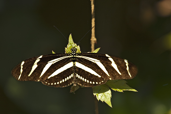 Recalling the days after Juventus