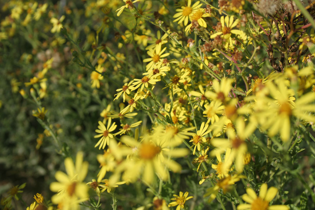 Il mio angolo fiorito