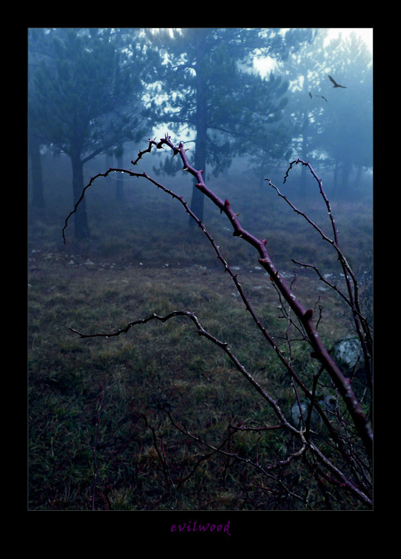 Evilwood