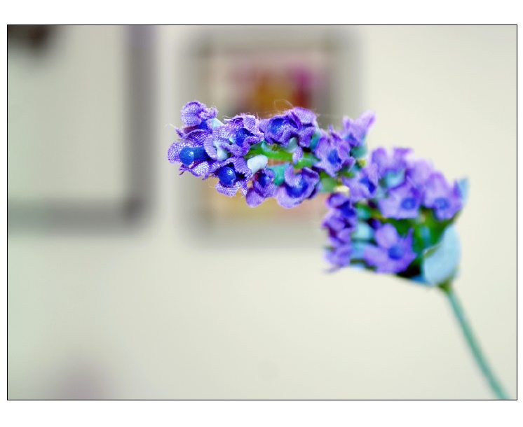 fiori d'appartamento