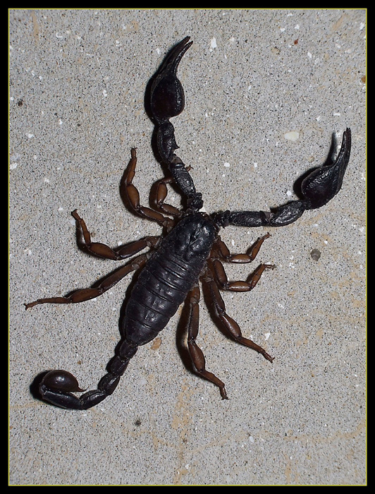 Scorpion