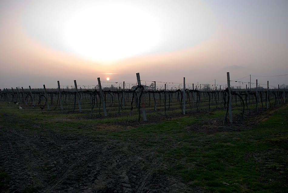 Tramonto sul vigneto
