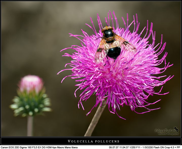 Volucella pollucens... in Hi-Contrast 3D!