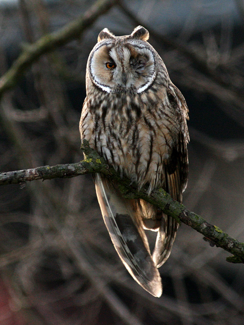 Globo-- gufo monocolo
