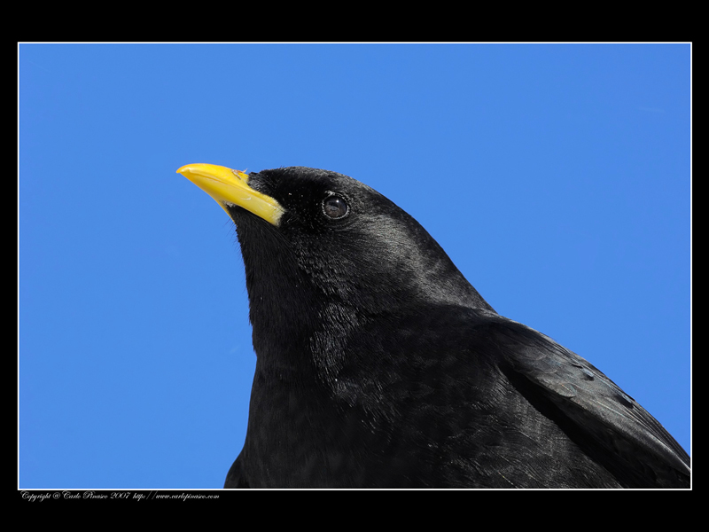 Gracchio Alpino (Pyrrhocorax graculus)