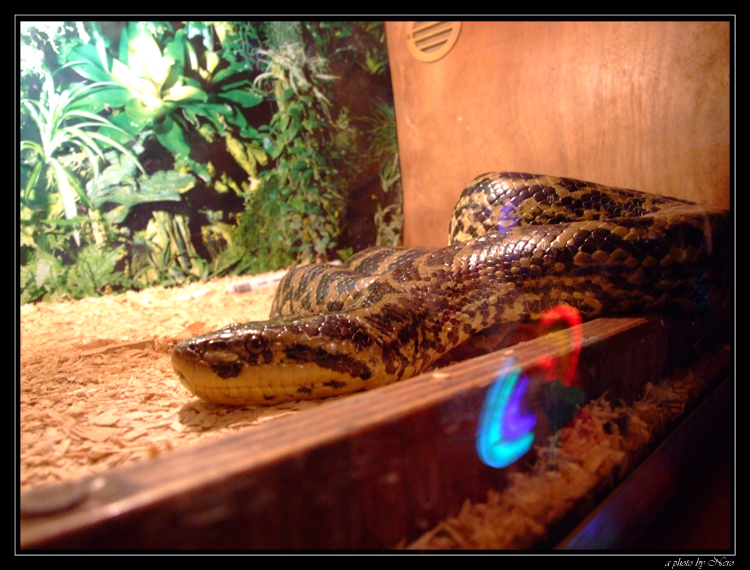 SSSSSSsssssnake Color