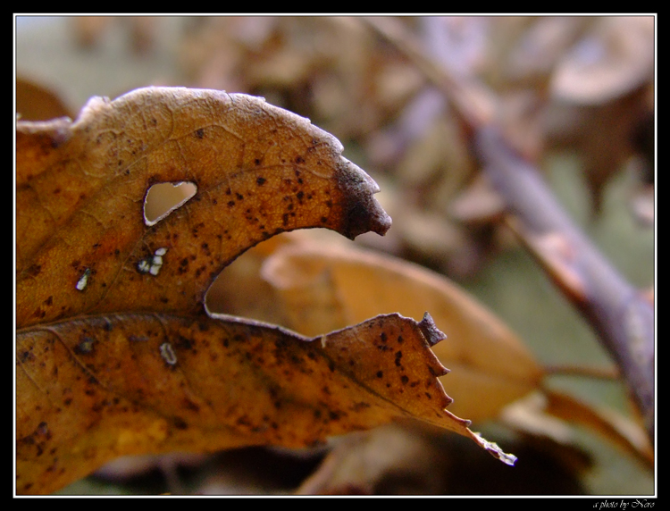 Come il becco di un uccello?