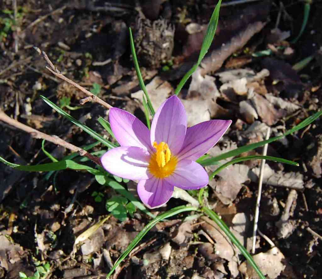 Composizione stellare