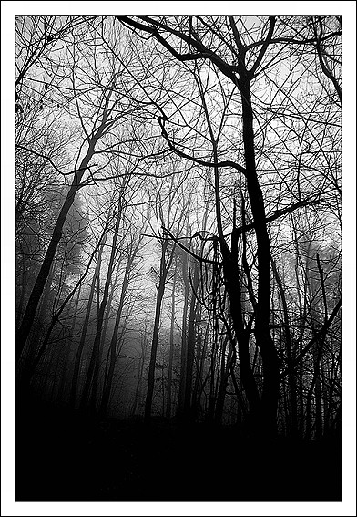 Il lato oscuro del bosco