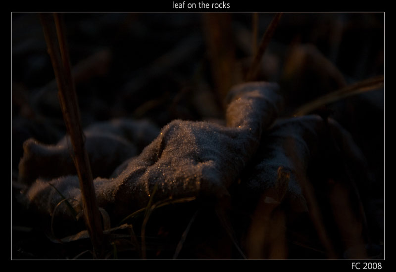 leaf on the rocks
