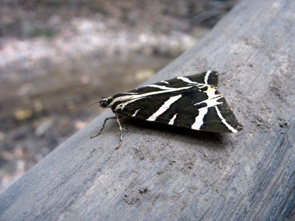 Callimorpha Quadripunctaria