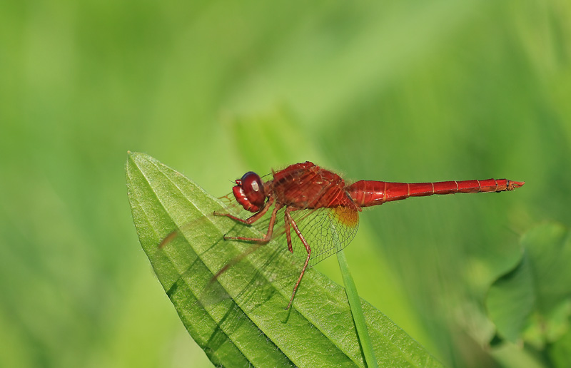 alla ricerca della definizione