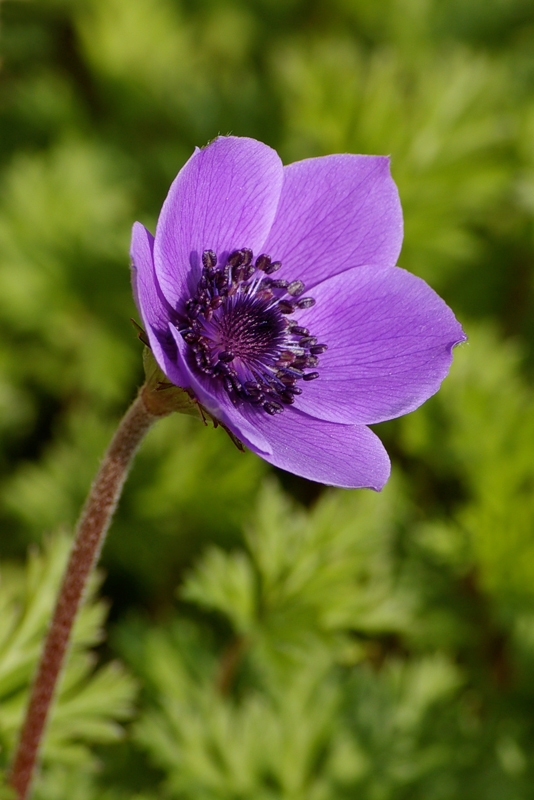 Anemone invernale