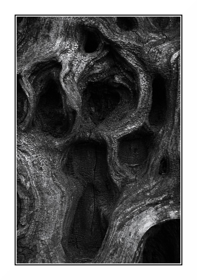 Bianco & Nero con tronco d'albero