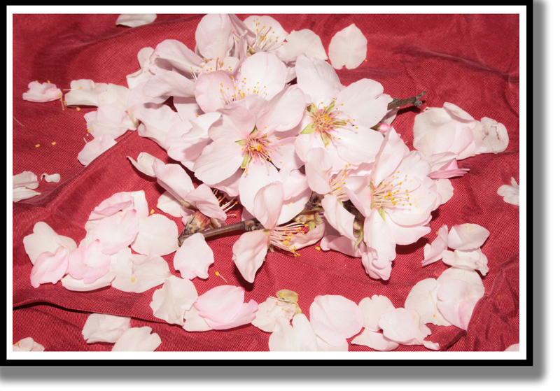 Accenni di primavera