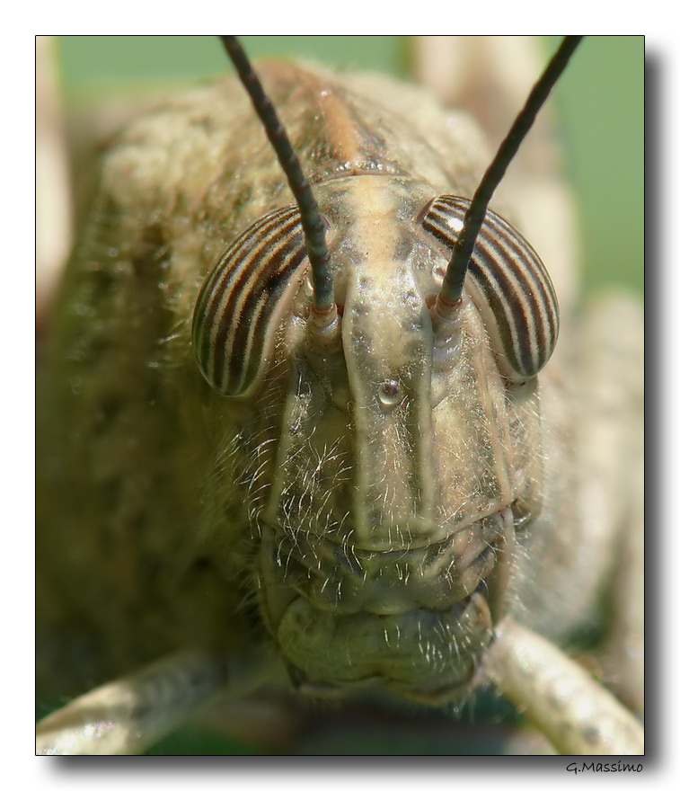 Primo piano cavalletta