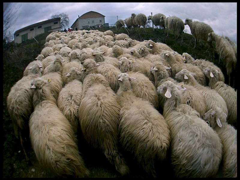 ...e sono pecora