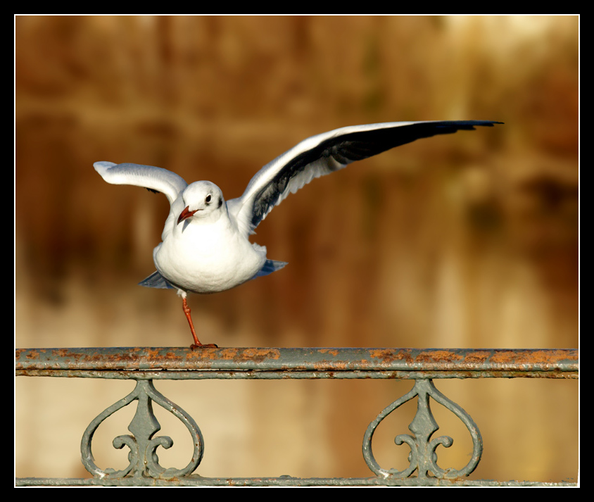 Gabbianella che riposa