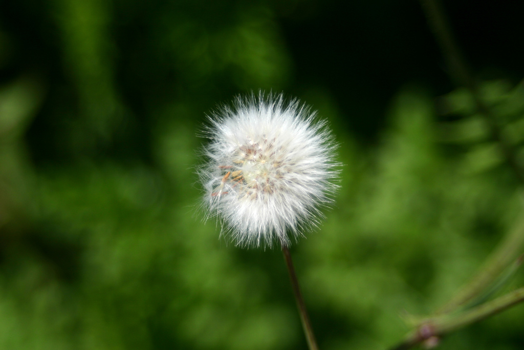 Dente di leone (soffione)