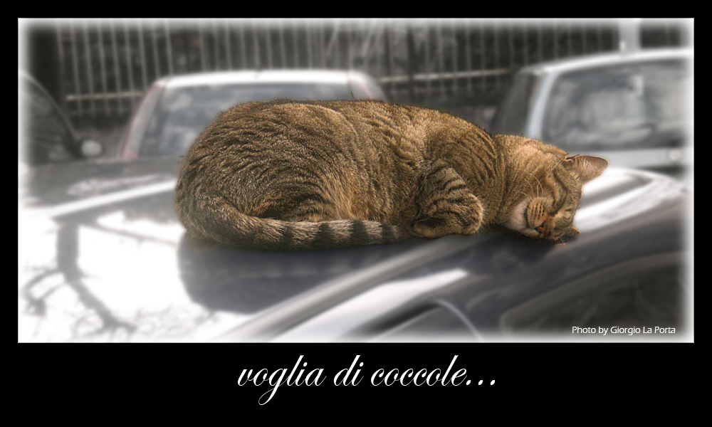 voglia di coccole...