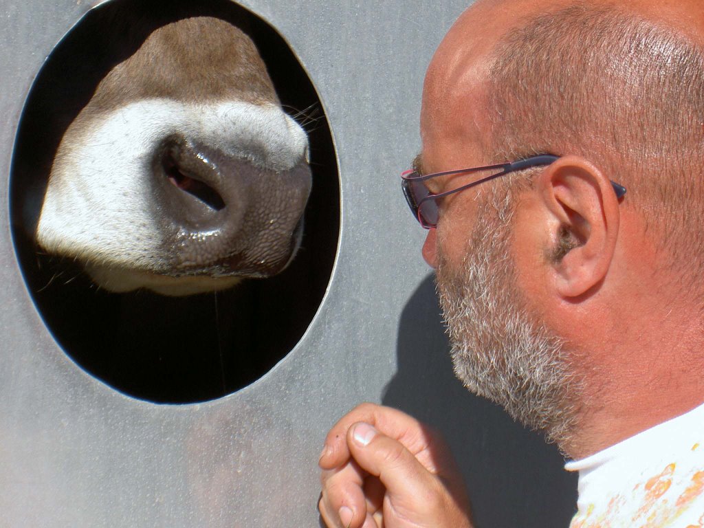 prima della mungitura un salutino