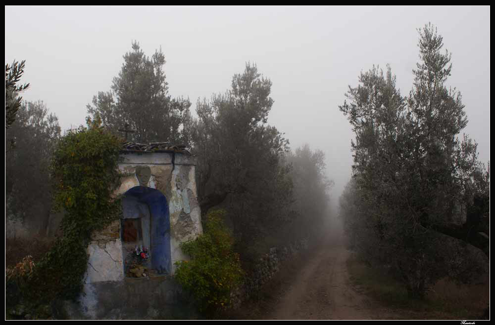 Nella nebbia....Tra gli olivi....