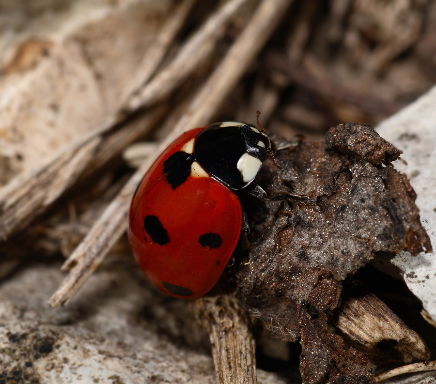 la prima coccinella..