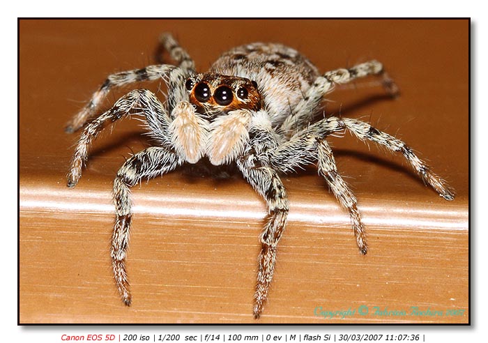 Ragno - tigre dell'erba