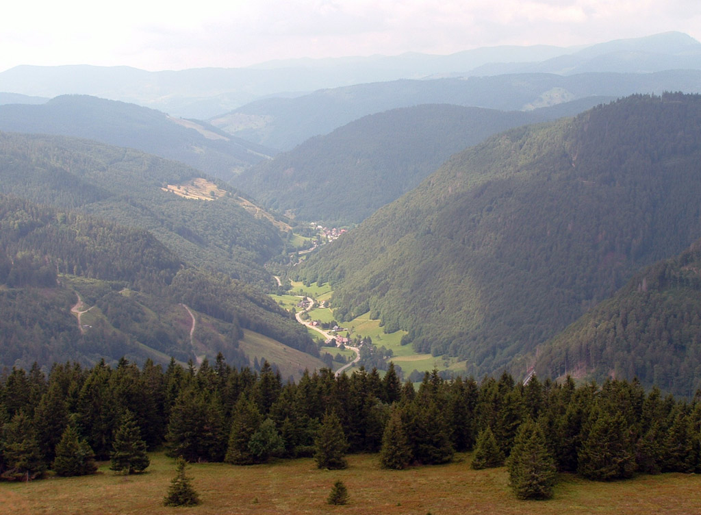 al di l� del bosco