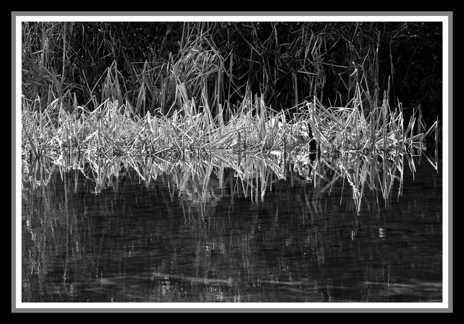 Vegetazione lacustre