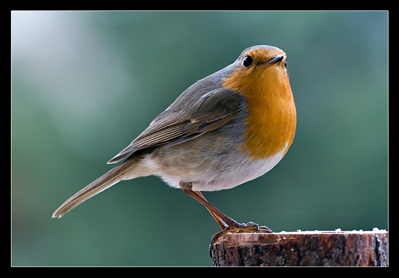Aspettando la primavera. Nel frattempo......