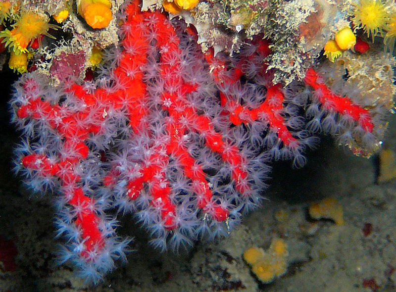 corallo con polipi espansi