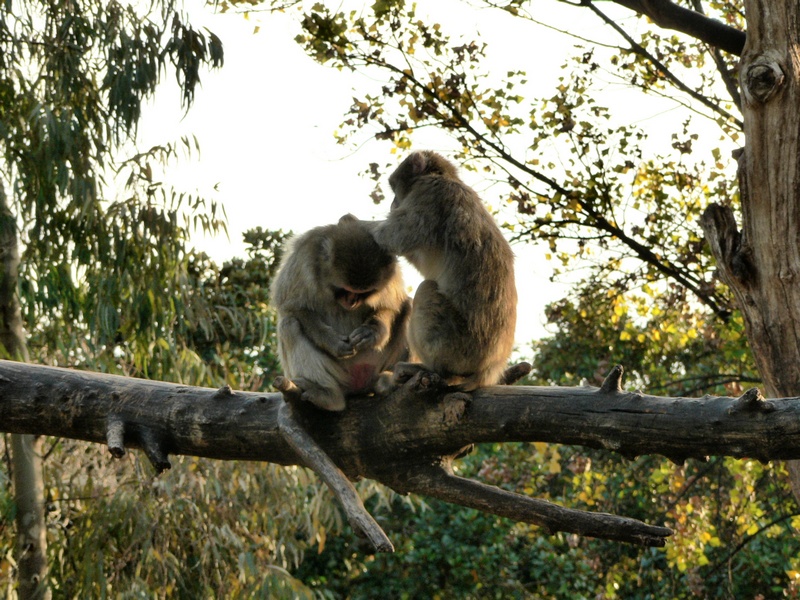 Pulizie di primavera