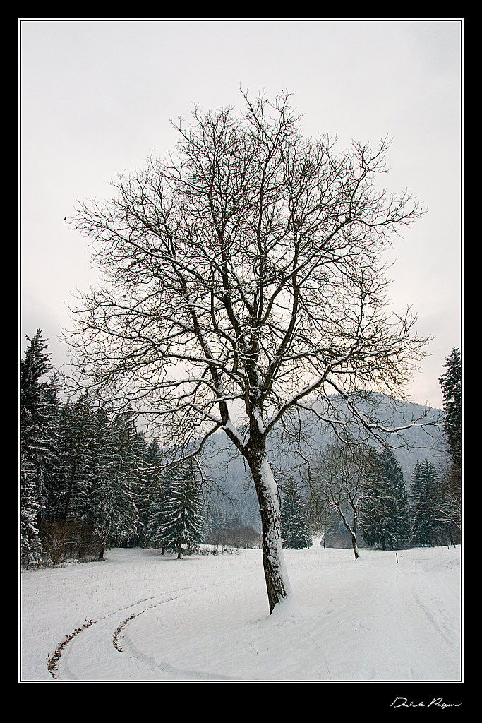Albero solitario