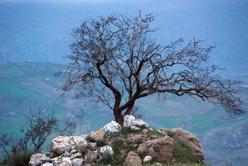 Albero sulla pietra