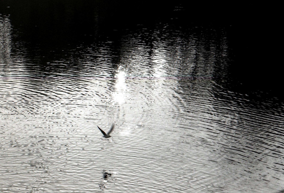 Volo